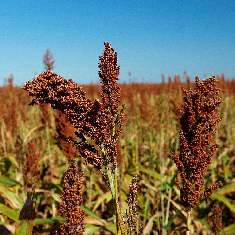 Sorghum